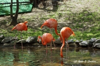 Pink/Orange Flamingos