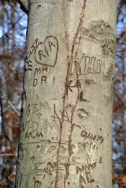 Love Tree 2