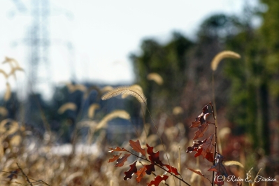 Foreground in focus
