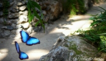 Although the image is not the greatest. I like the way that the butterflies are flying