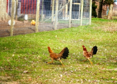 Some free roaming chickens