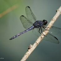 dragonfly4