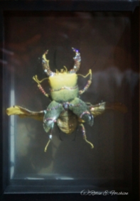 Jewelery encrusted beetle